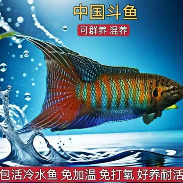 中国斗鱼原生鱼大普叉良改巨普观赏鱼冷水淡水鱼耐活长尾七彩条纹