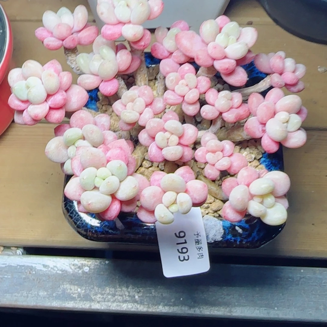 鱼子酱无砍，9193多肉植物