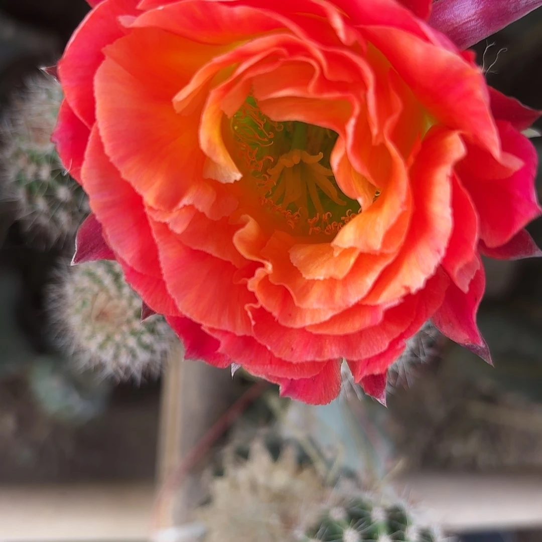 大满冠无根侧牙四左右37