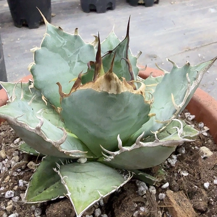 蓝肌野二190000000000000