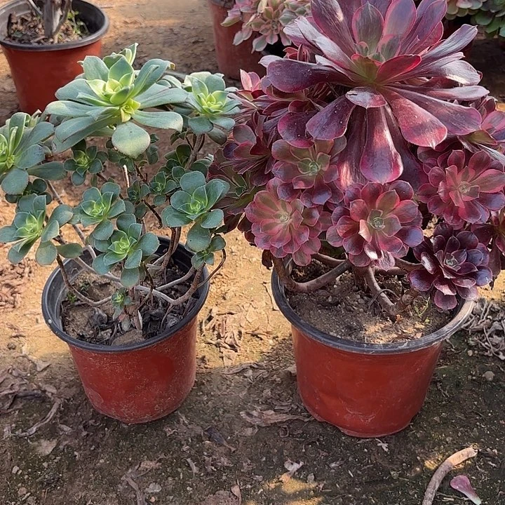 多肉植物法师2颗53