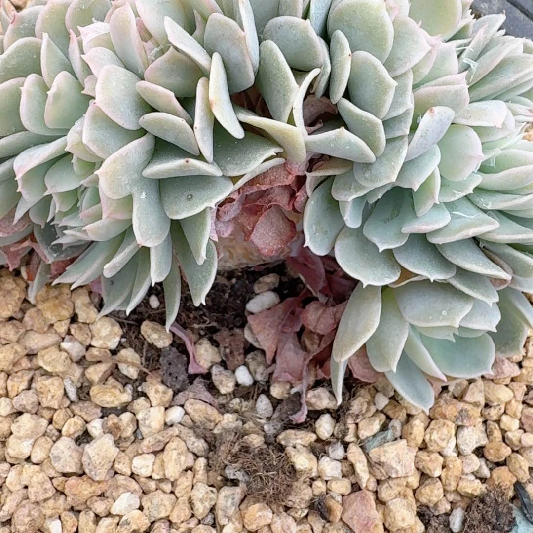 16.007安娜玫瑰缀化