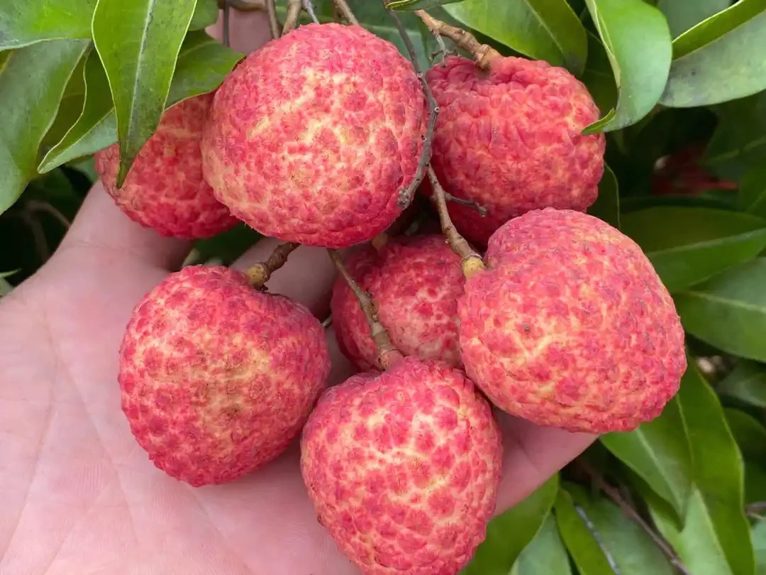 广州从化糯米糍荔枝带箱10斤（净重8斤带枝顺丰空运（广东省外包邮）