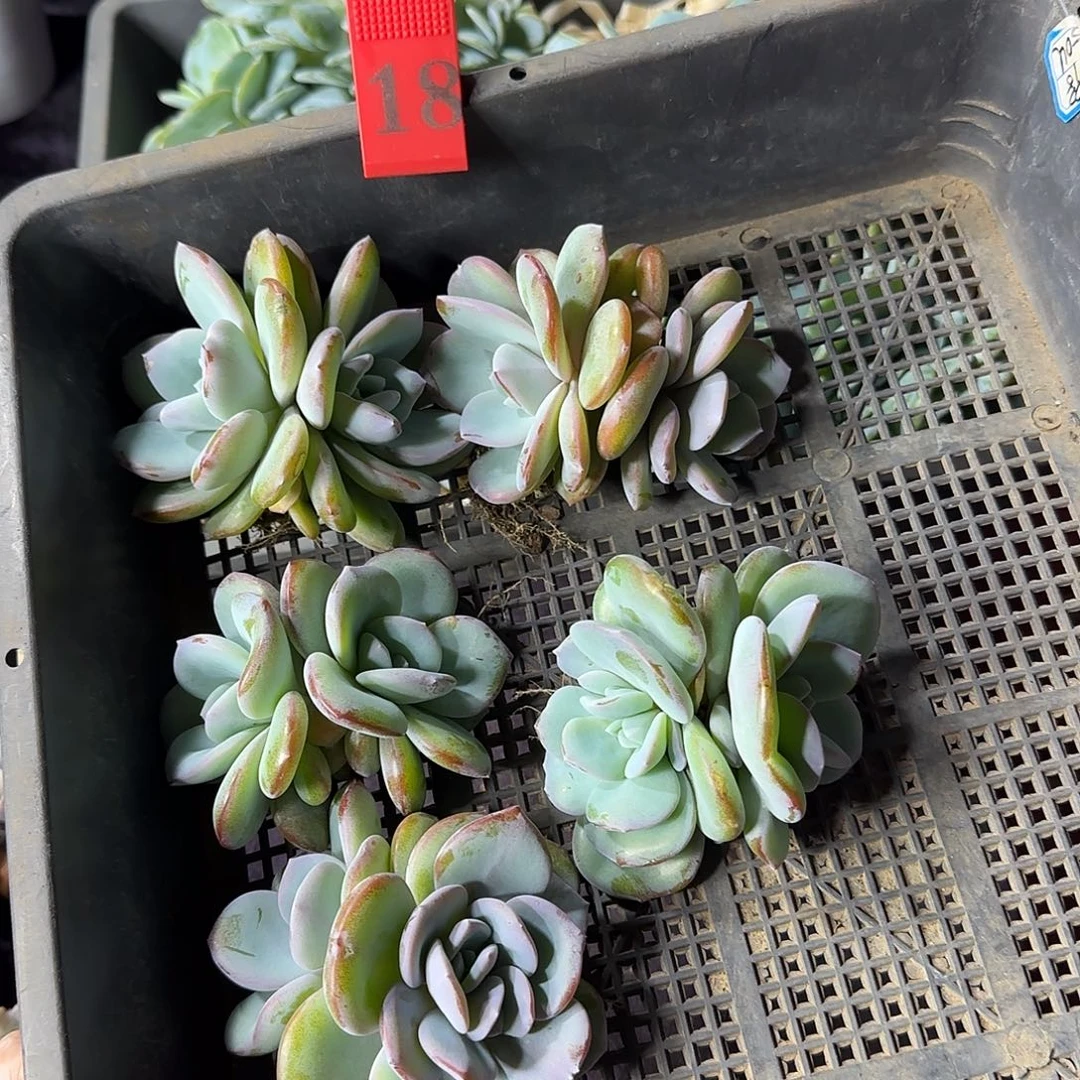 韩版奶茶5颗双头一物一拍18