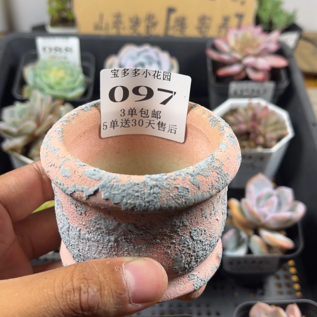 花盆一物一拍满三单包邮 满26送一颗精品小肉肉