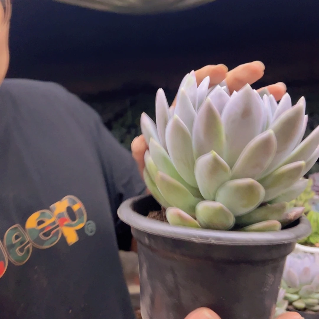 胖美人大单头老桩