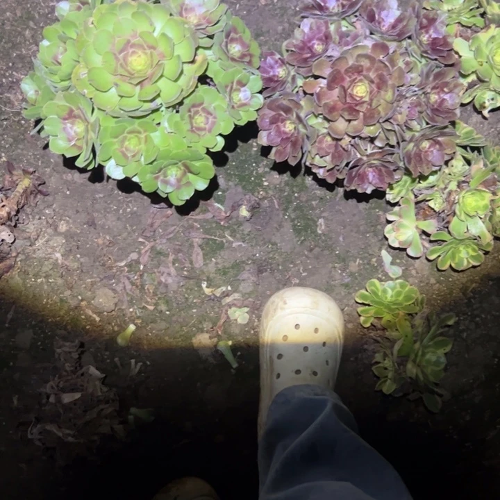 不包断枝法师链接万圣节➕赤