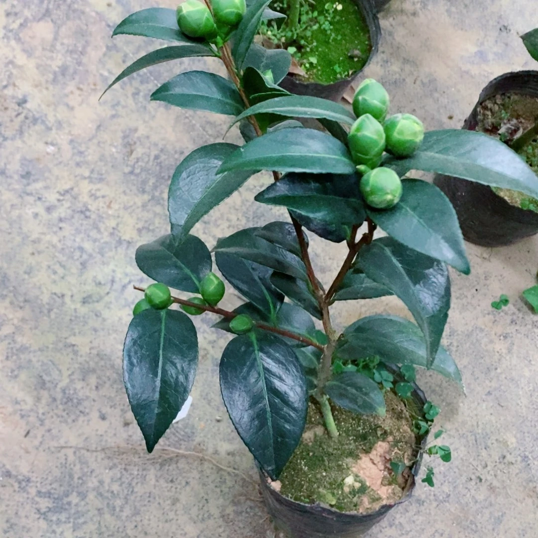 完全开放志愿者茶花