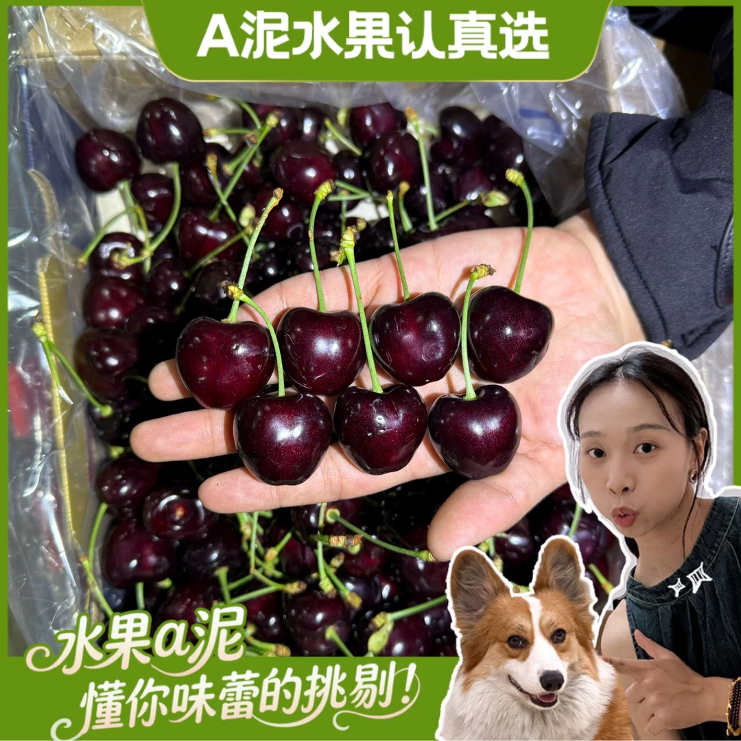 【礼盒装】Kordia科迪亚2JD 智利海运进口新鲜车厘子5斤内附果径卡