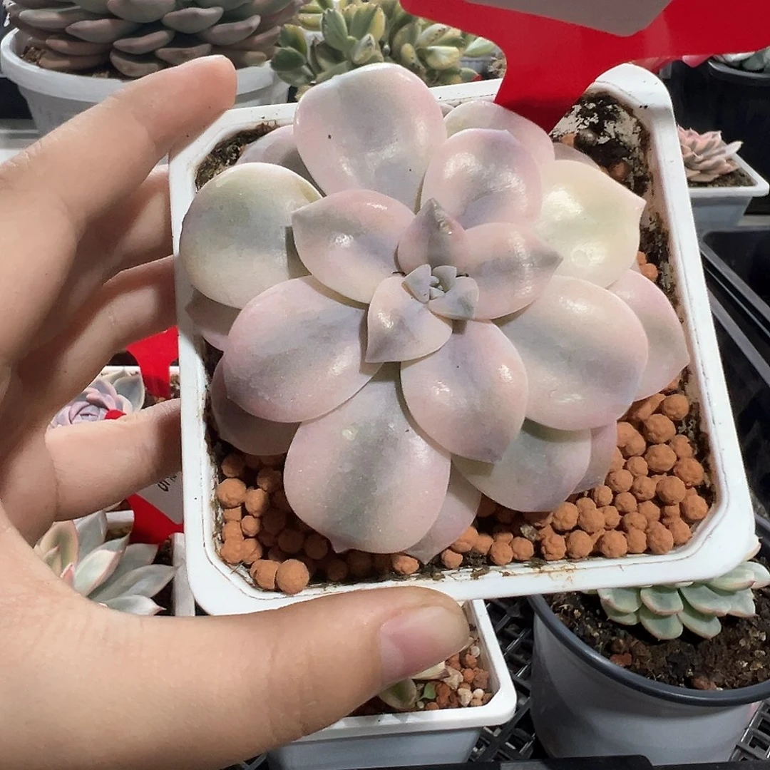 92号华丽风车锦多肉植物