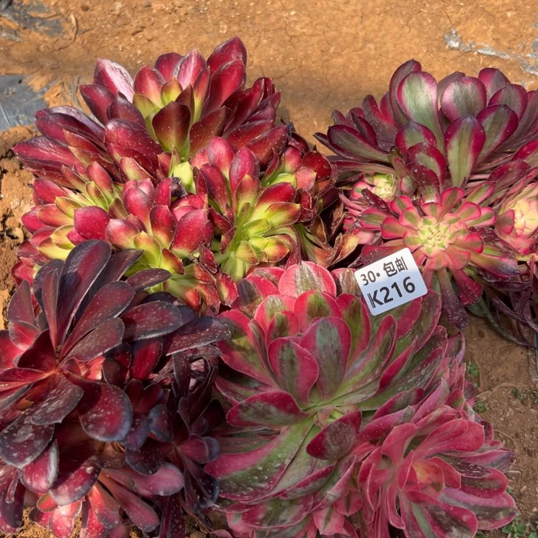 216组合4颗，满20包邮