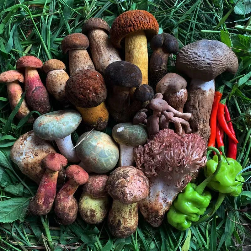 代购B 一物一拍 云南新鲜野生菌 直播专用 顺丰特快 运费自理