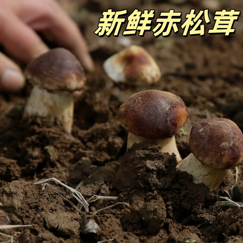 林下新鲜赤松茸 密云种植 当天现采 姬松茸 500g
