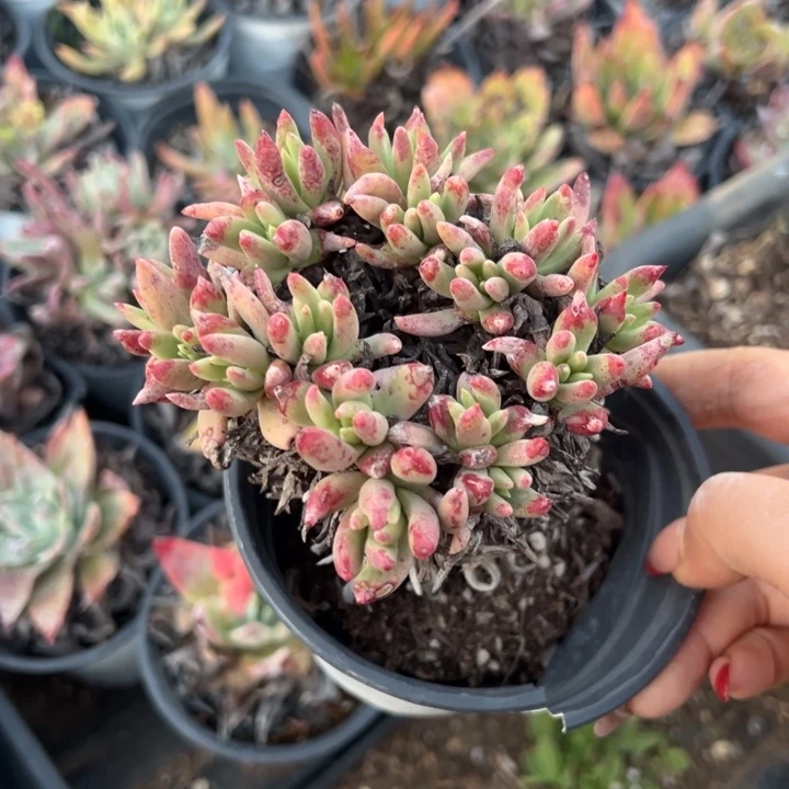 841绿菊哈哈哈哈哈哈