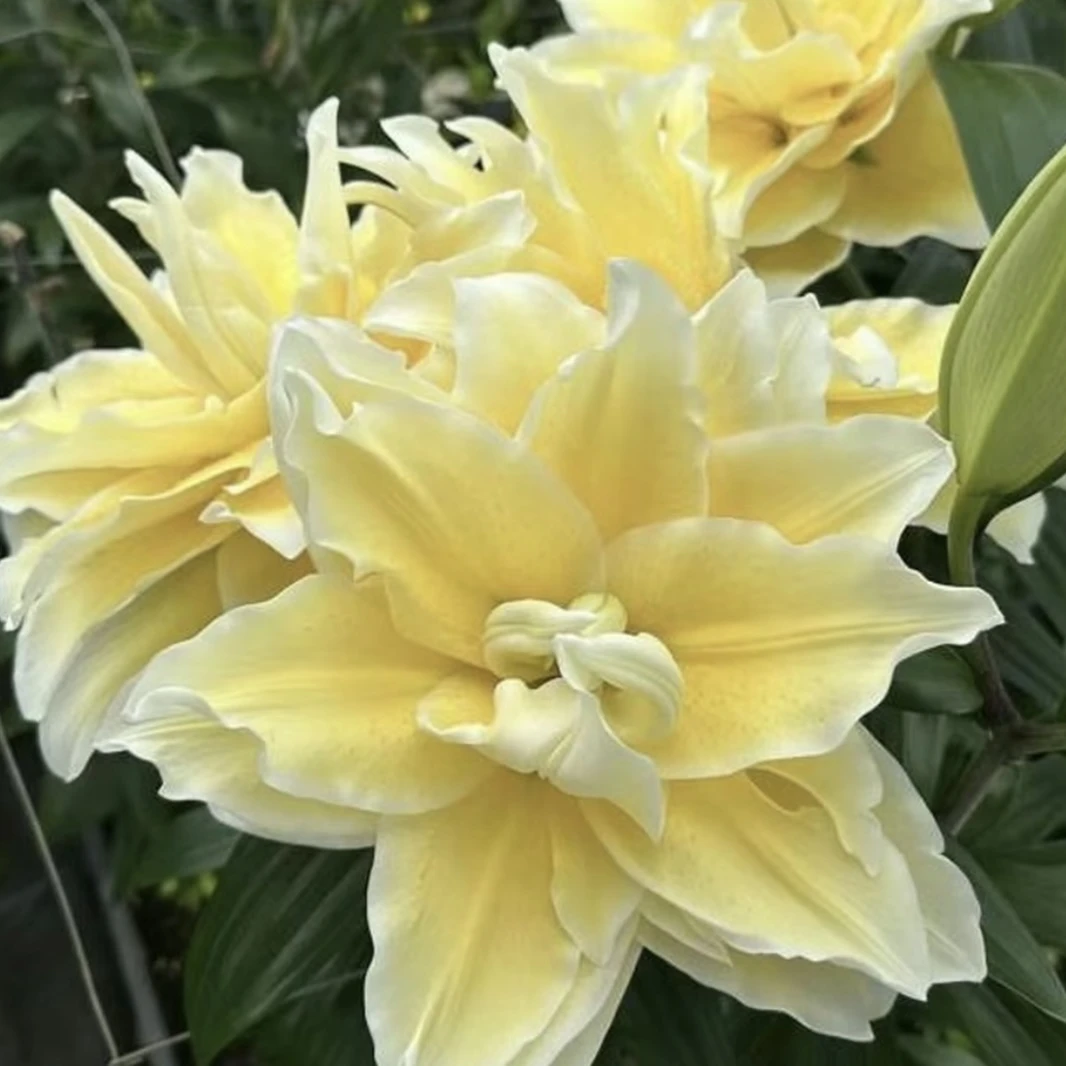 精品【路德维娜】30+周长耐寒好养重瓣香水百合种球阳台庭院种