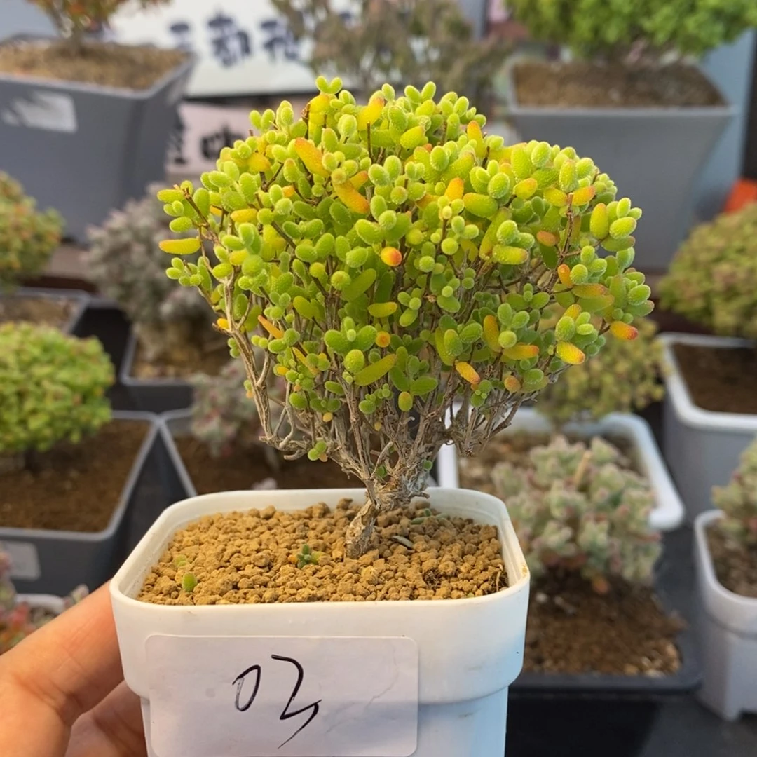 03蜜橘糖球枝干番杏