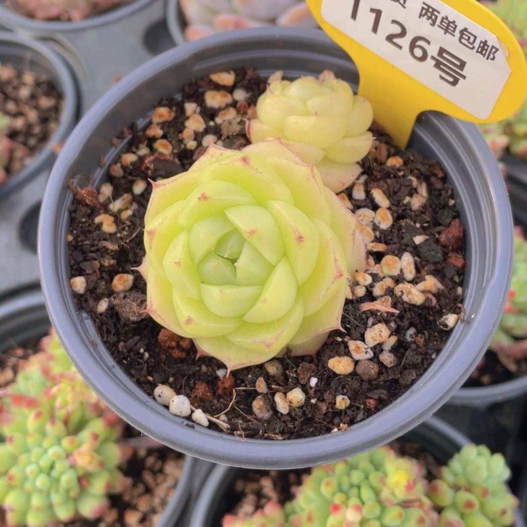 1126号 丸叶绿胖子麦秆