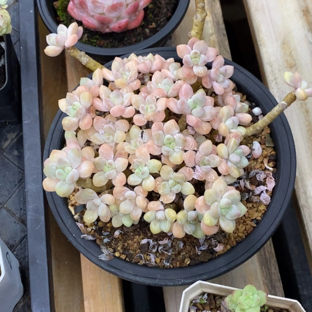 精品多肉一物一拍不包整359