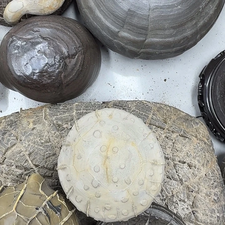 无***回石材龟纹石最低哥