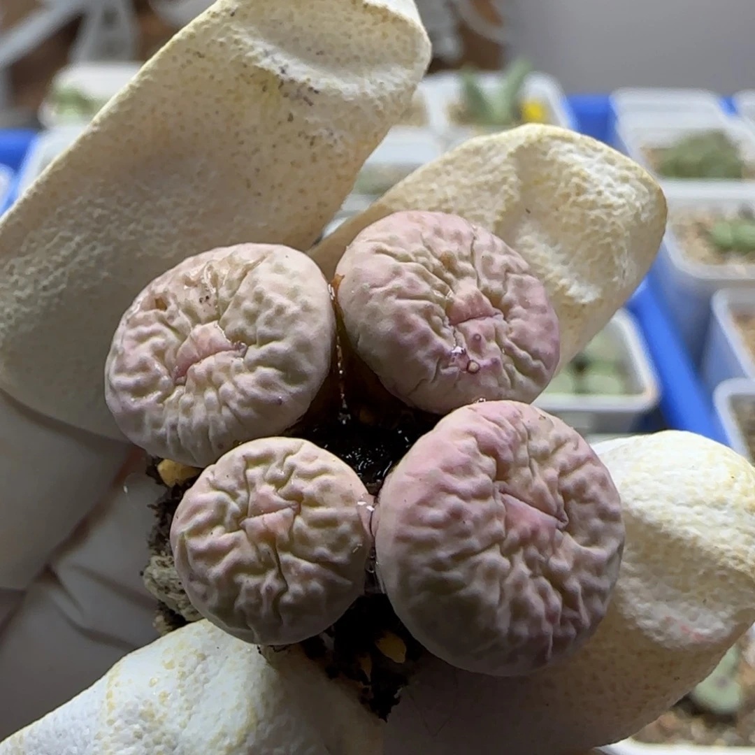 *****7-7当天满38包邮大奶油