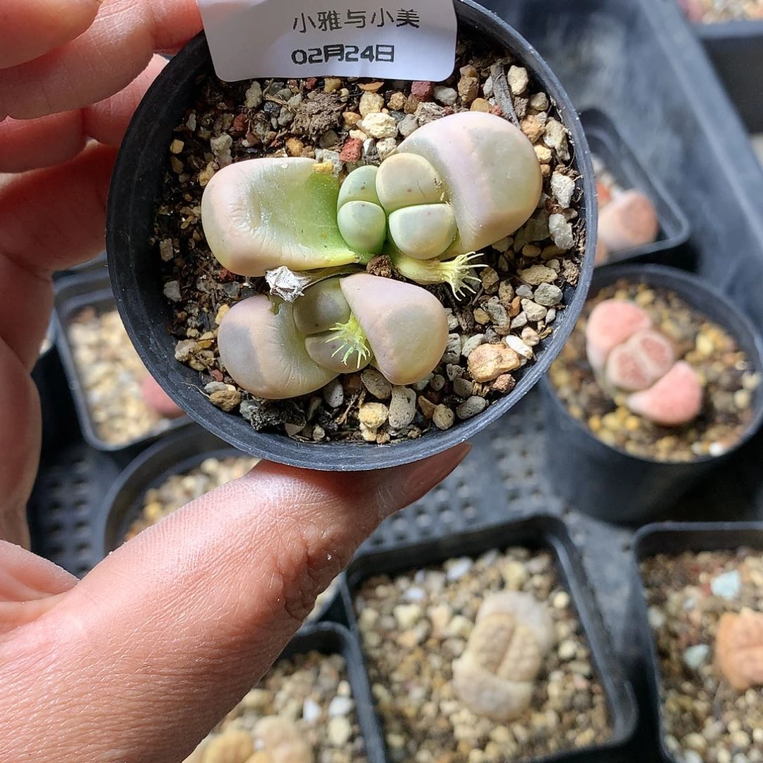 Y237多肉植物保护研究所