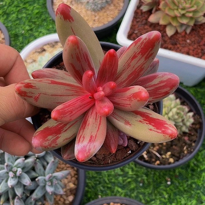 红手指拉丝哦哦哦哦哦哦