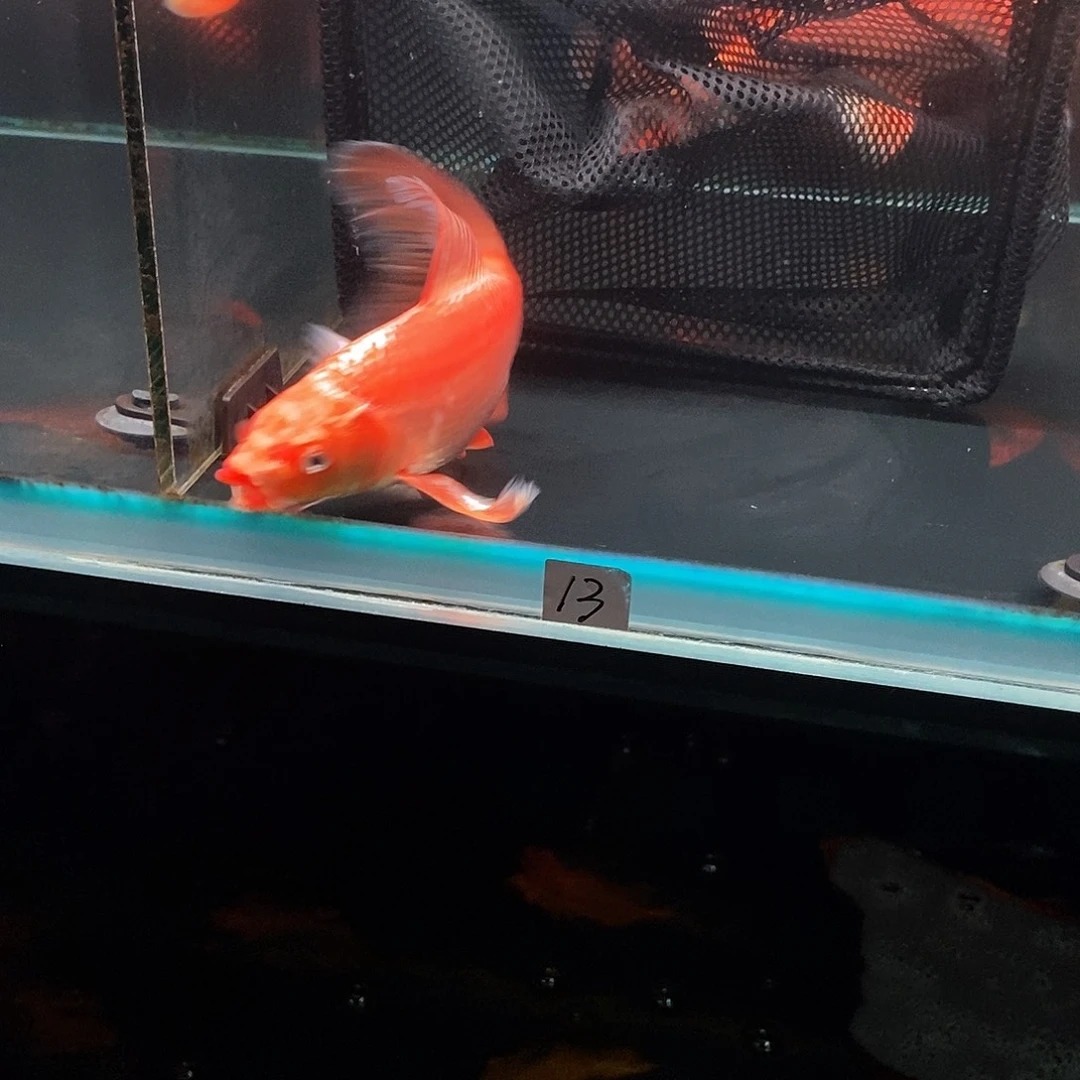 随***心蝴蝶鲤13号红色蝴蝶鲤微瑕
