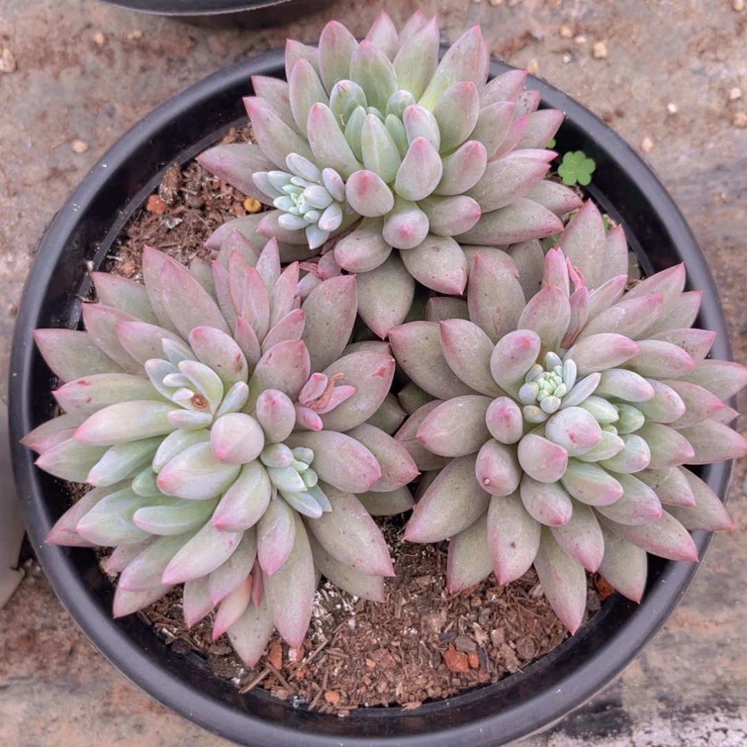 20公分9888988988898888