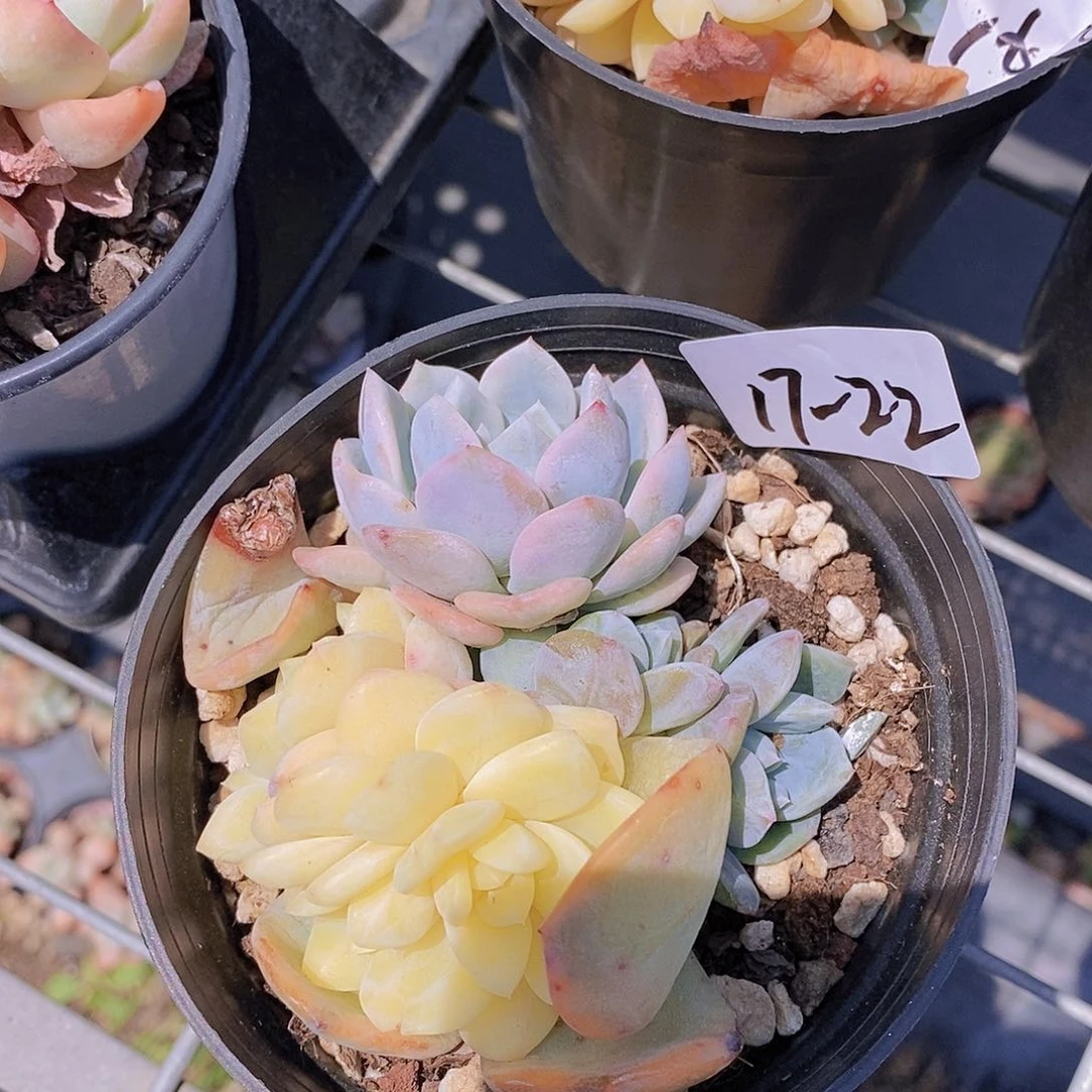 17-22 梦露锦一物一拍