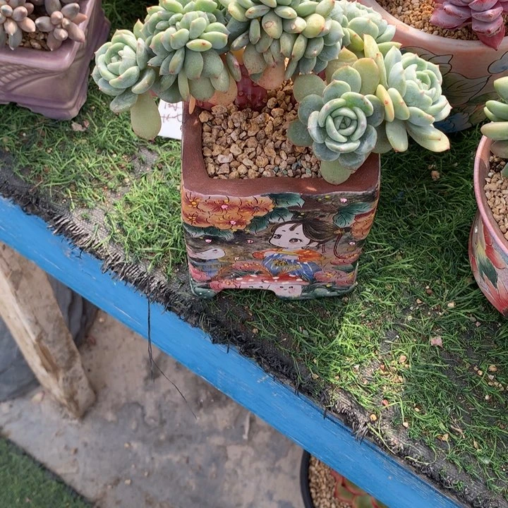 劳林树缀潜力股带盆