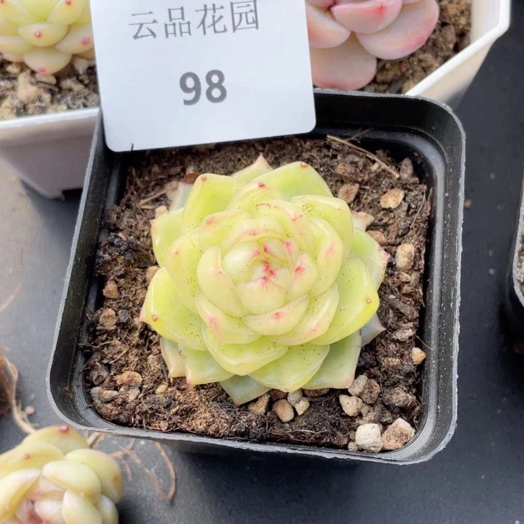 老*98号糖心冰心珍妮