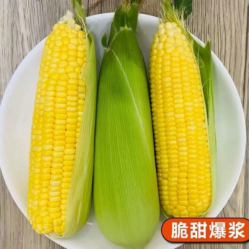 四川新鲜水果玉米甜脆爆汁可生吃清甜可口