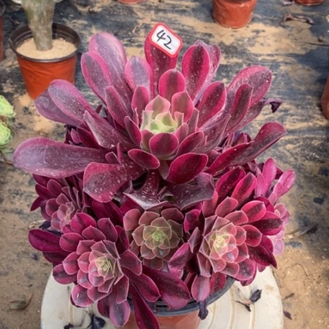 美杜莎捧花一物一拍