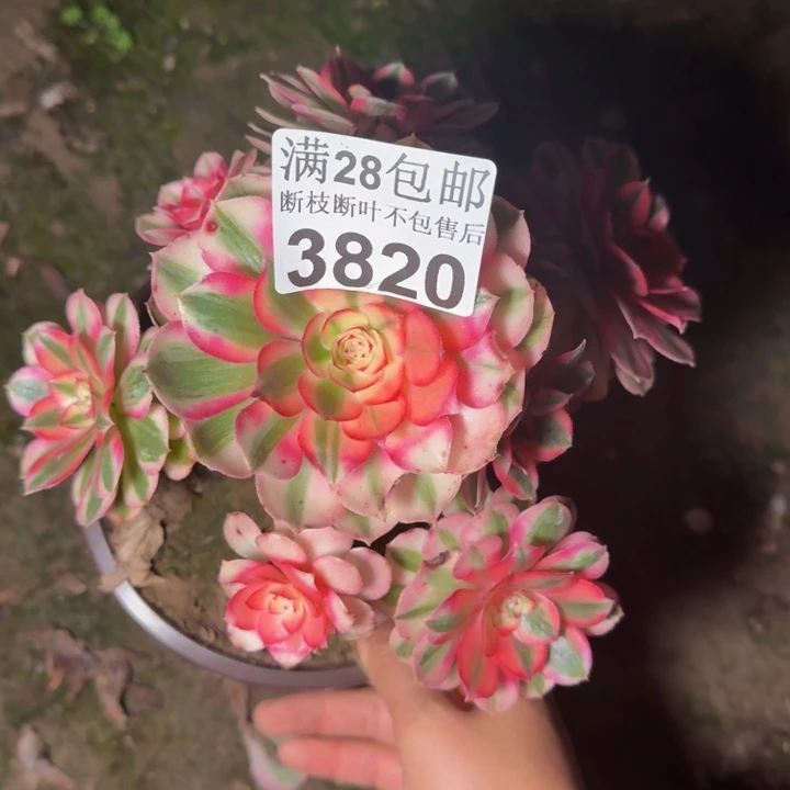 3820倾城多肉植物
