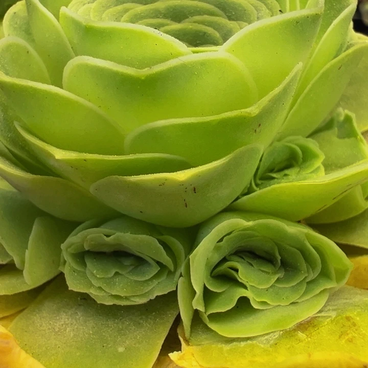 ?****?精品帕系山地玫瑰