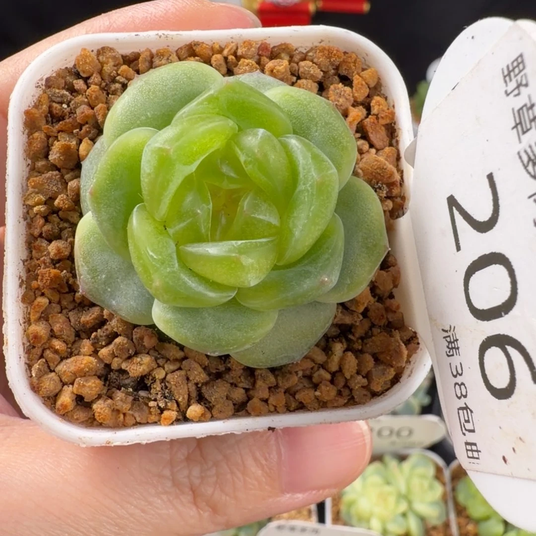 珍妮优选单头206号