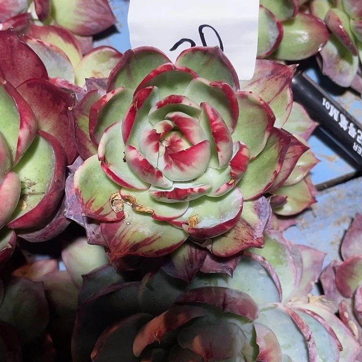 曾***节20//////：//：：：////