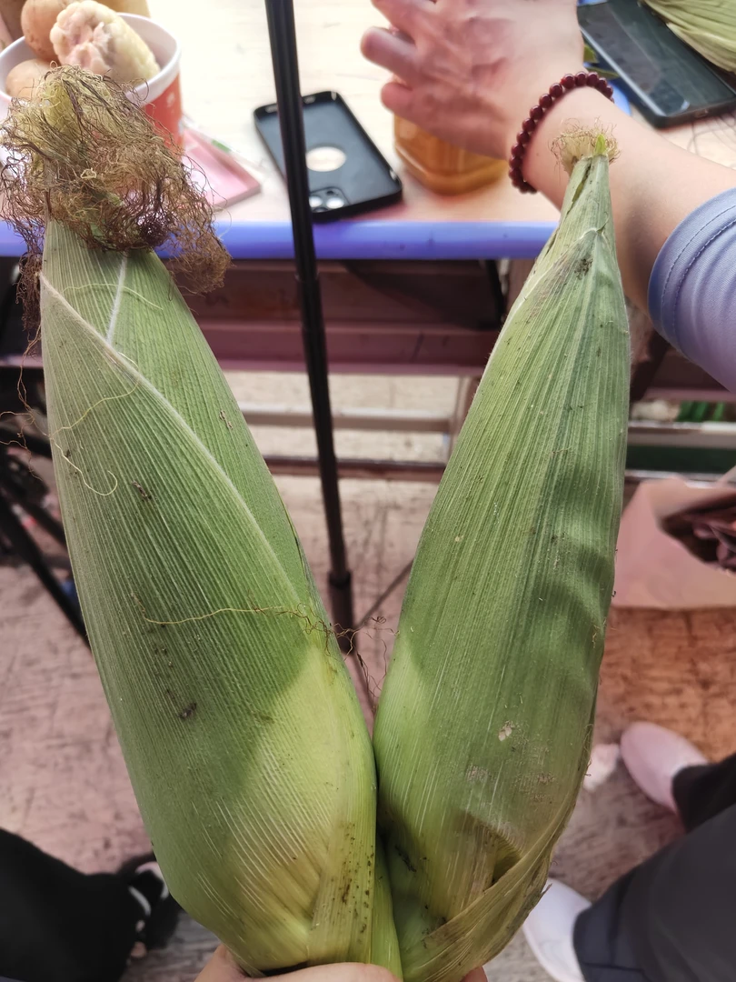 贵州高山白糯玉米