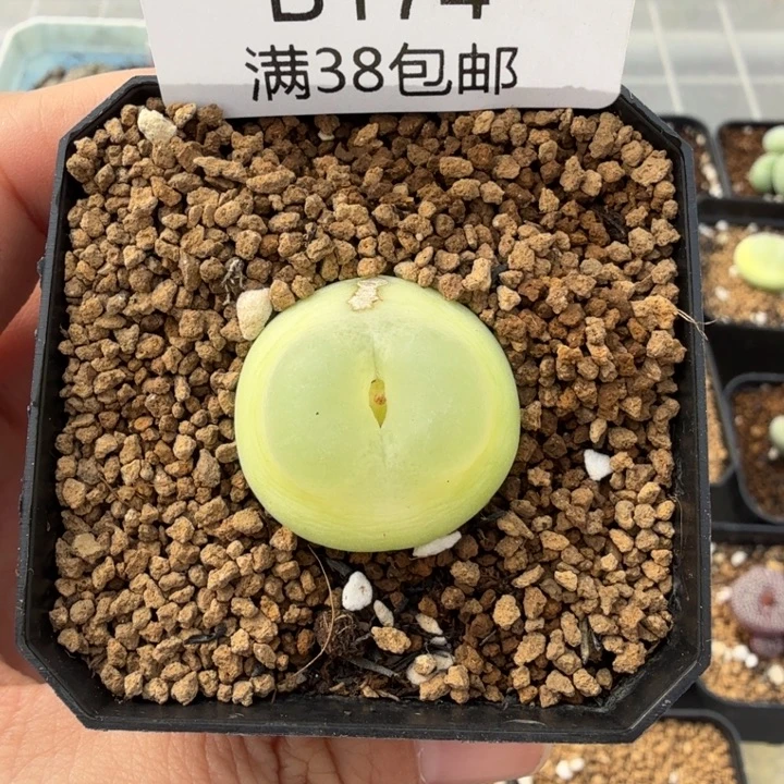 拉登2.3厘米 带盆发