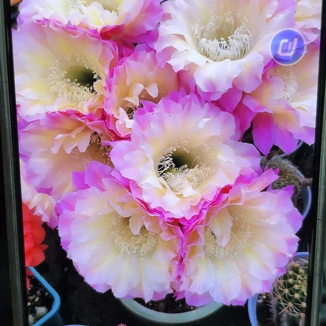 彩马丙无根侧牙20包邮53