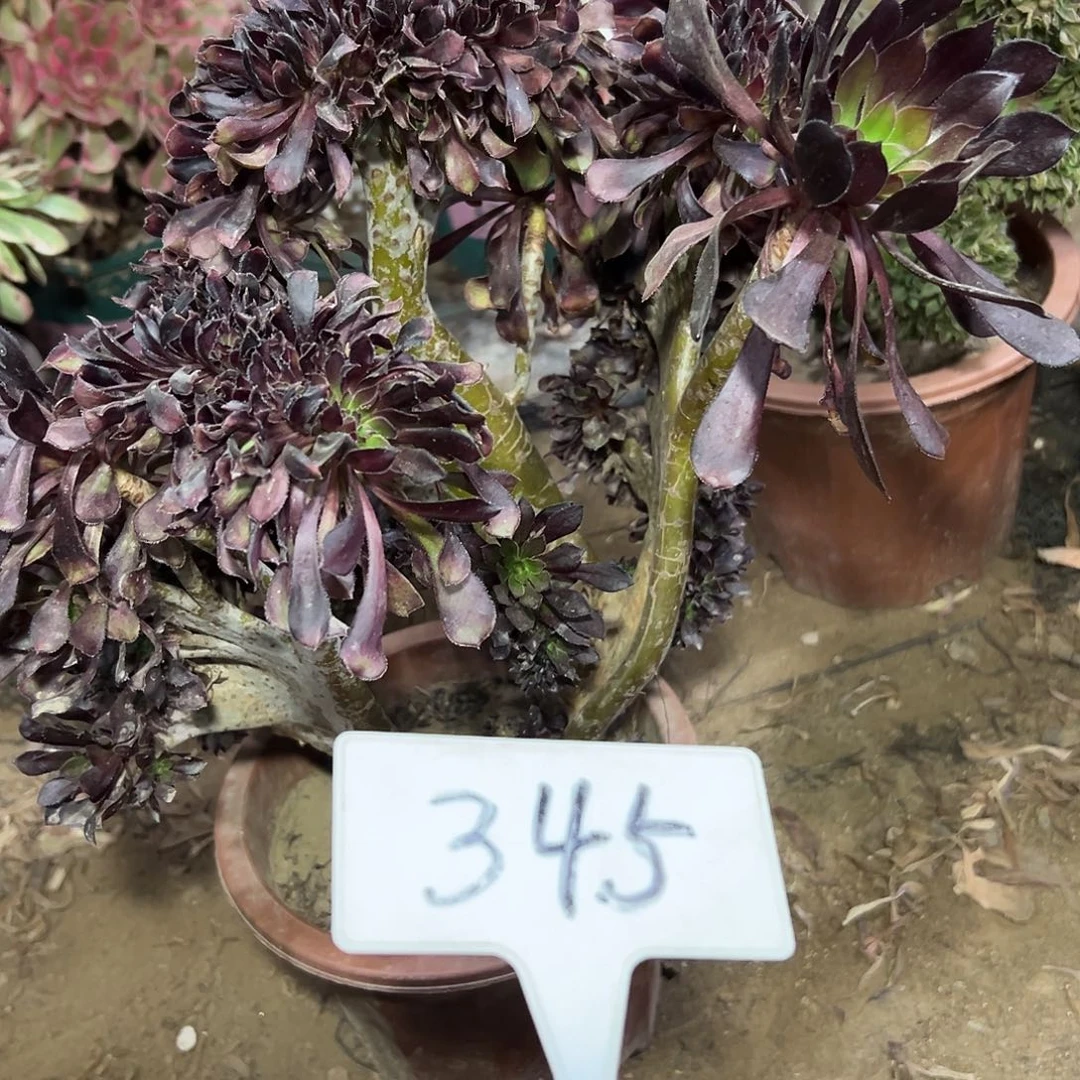 多肉植物黑法师缀花345