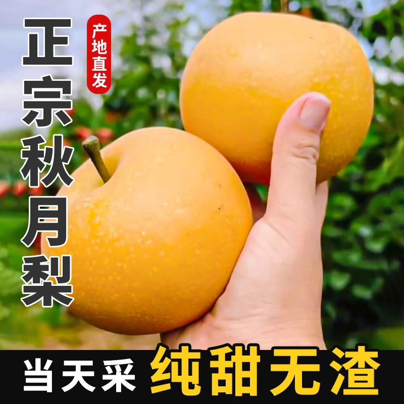 正宗秋月梨现在现发产地直发脆甜多汁坏果包赔当季热卖精品梨子