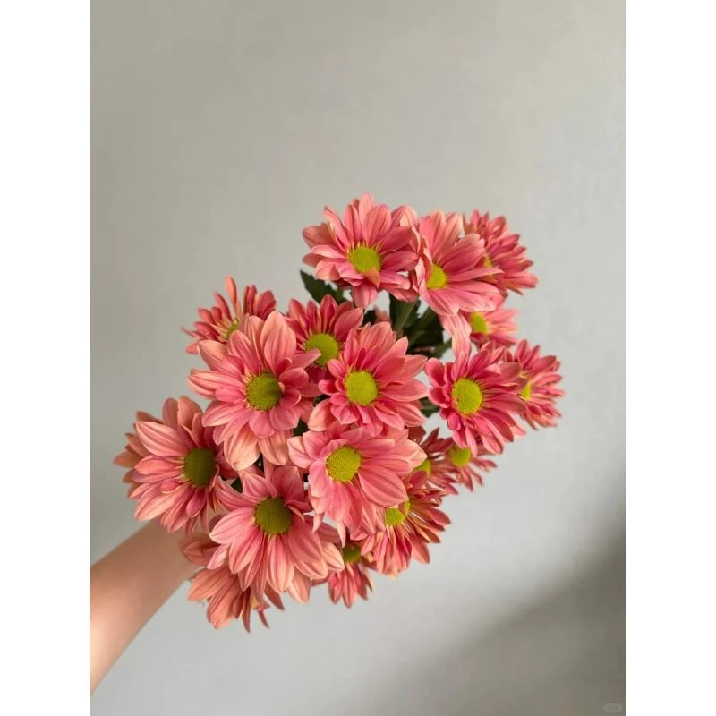 橙色三文鱼小雏菊--收到第一时间醒花（实物直播间为准）