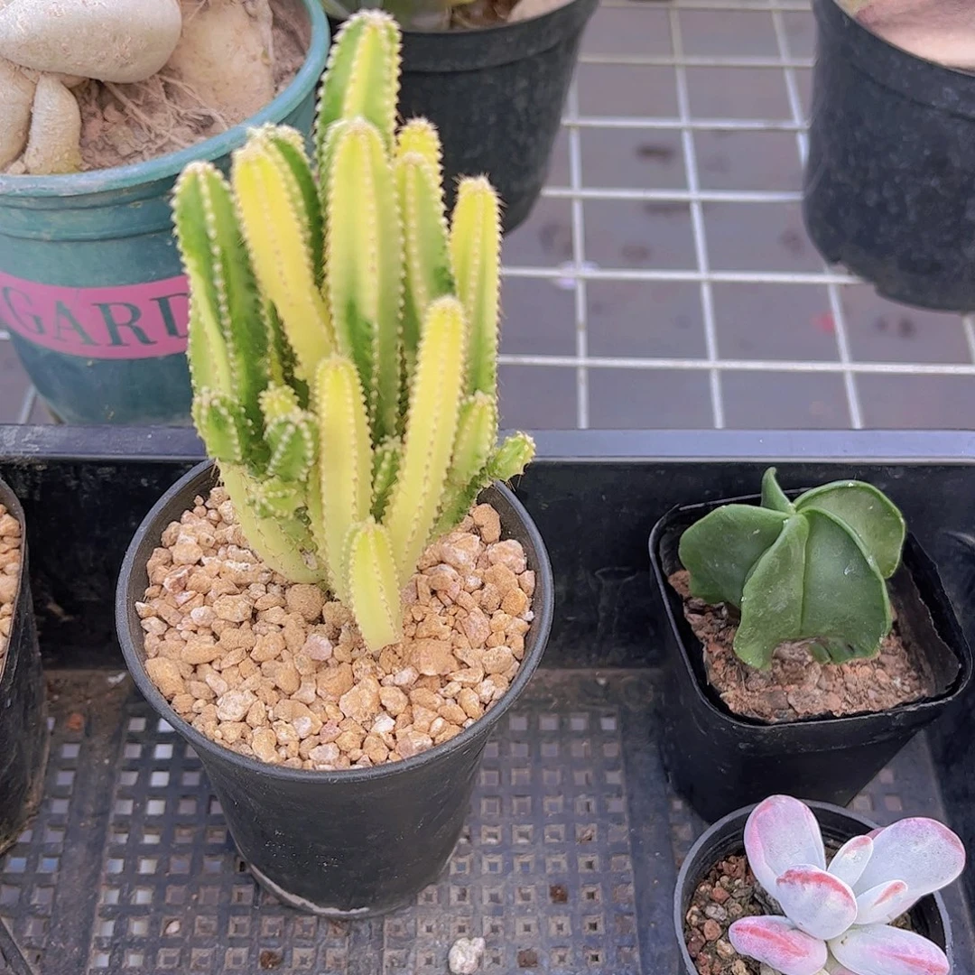 万重山锦多肉植物