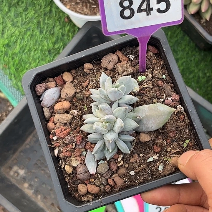 多肉植物邀月群845