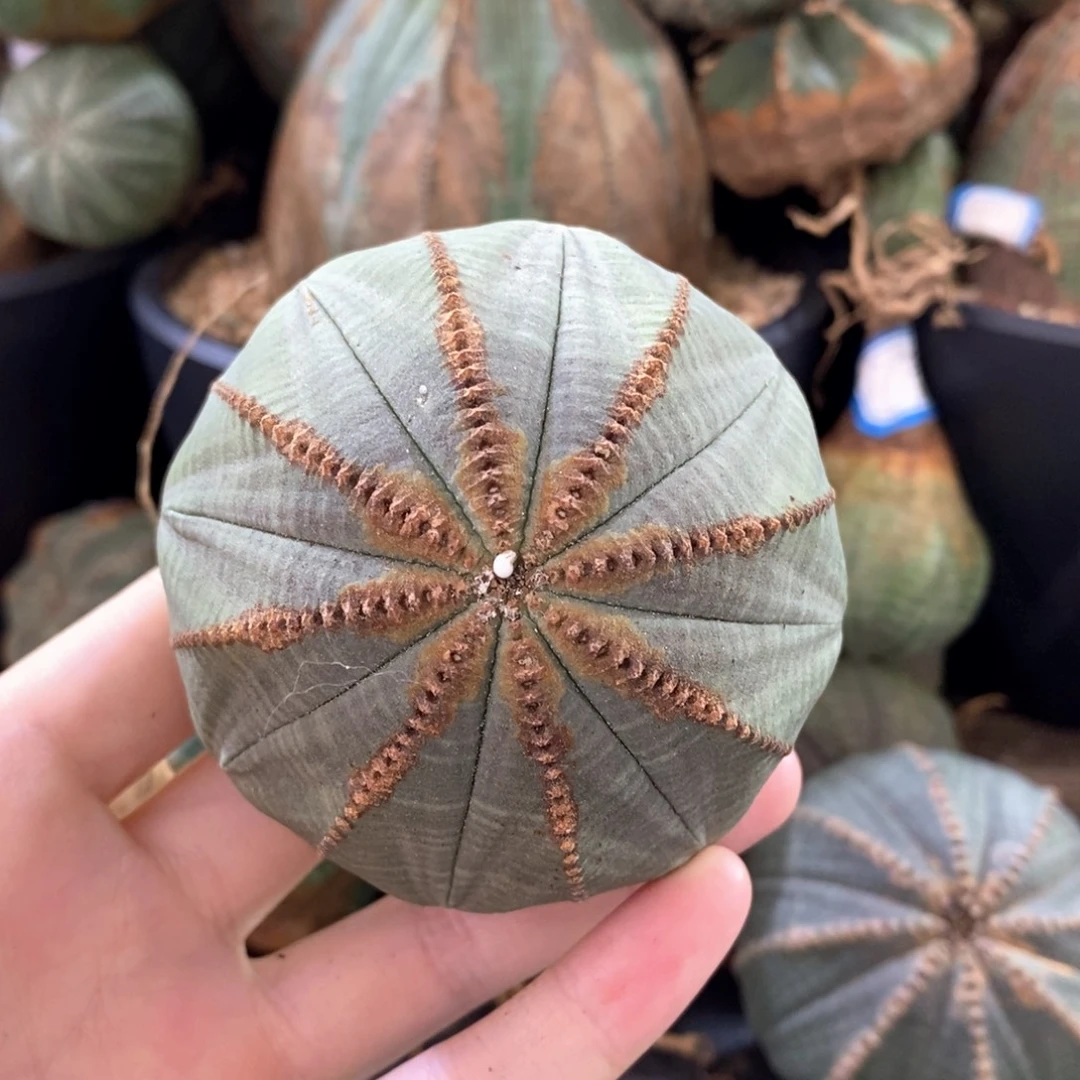 4布纹球精品一物一拍