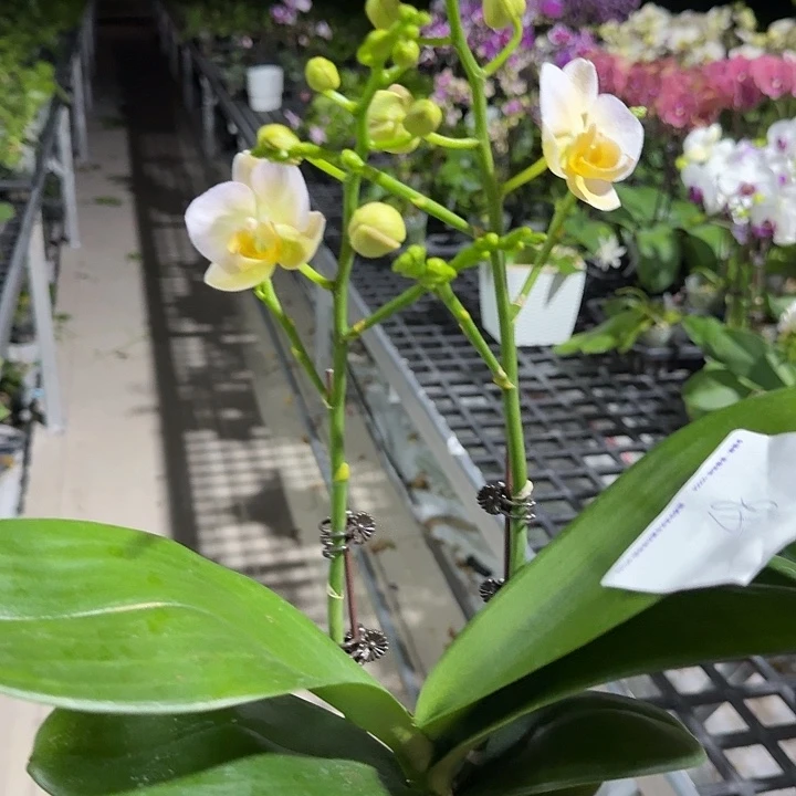 墨***爷大部分开放少量花苞48