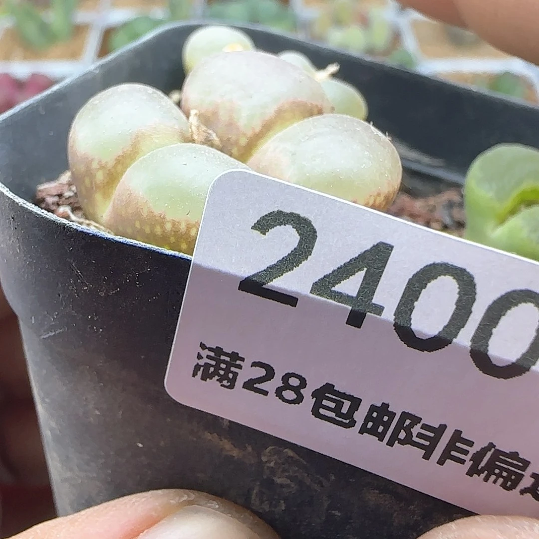 十**i脱土年后发货24004