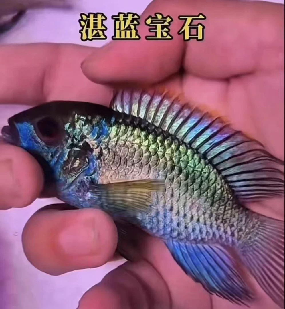 红宝石红血鱼血钻鱼热带热带鱼红色三湖慈鲷鲷鱼招财钻石蝴蝶鲤