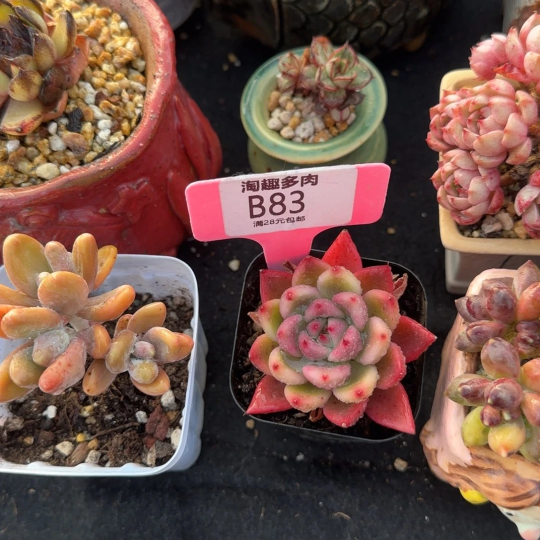 喵多肉植物1244567788